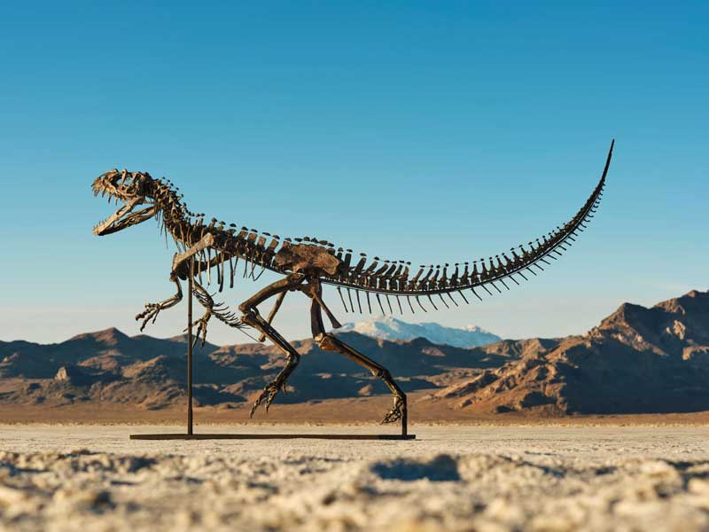 Amura,AmuraWorld,AmuraYachts, Un esqueleto montado de un <em><i>Ceratosaurus</i></em> juvenil se vendió por 30.5 millones de dólares en 2025.