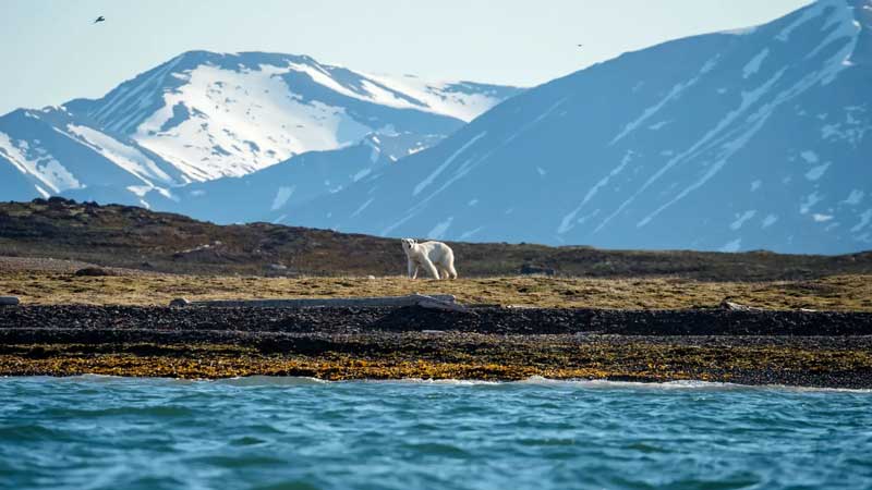 Amura,AmuraWorld,AmuraYachts, Los osos polares pueden ser admirados en Spitsbergen.
