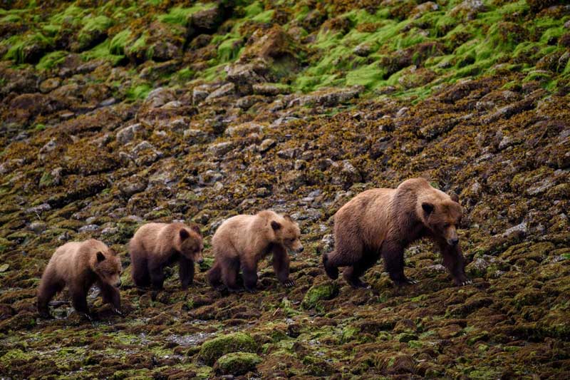 Amura,AmuraWorld,AmuraYachts, Osos grizzly en el santuario Khutzeymateen Grizzly Bear Sanctuary. Destination BC/Andrew Strain.