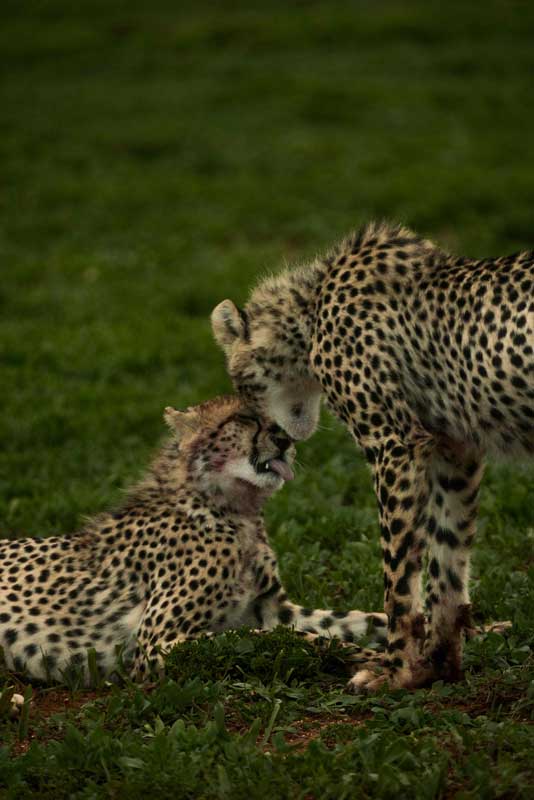 Amura,AmuraWorld,AmuraYachts, Reserva Privada de Caza de Shamwari ofrece conocer al leopardo, uno de los Cinco Grandes de la sabana africana.
