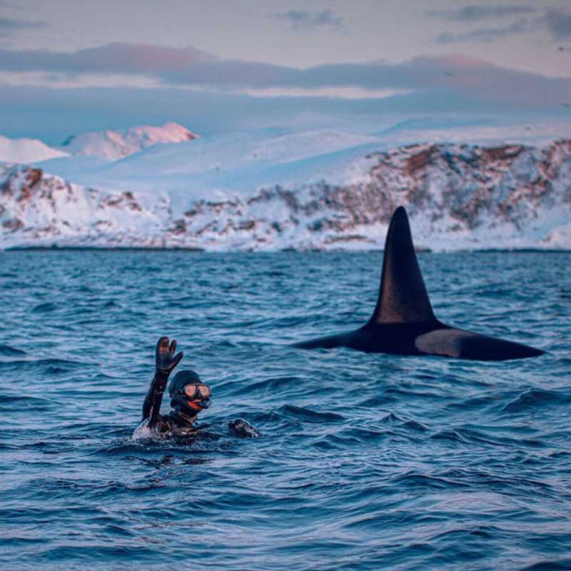 Amura,AmuraWorld,AmuraYachts, Conoce de cerca a las orcas.