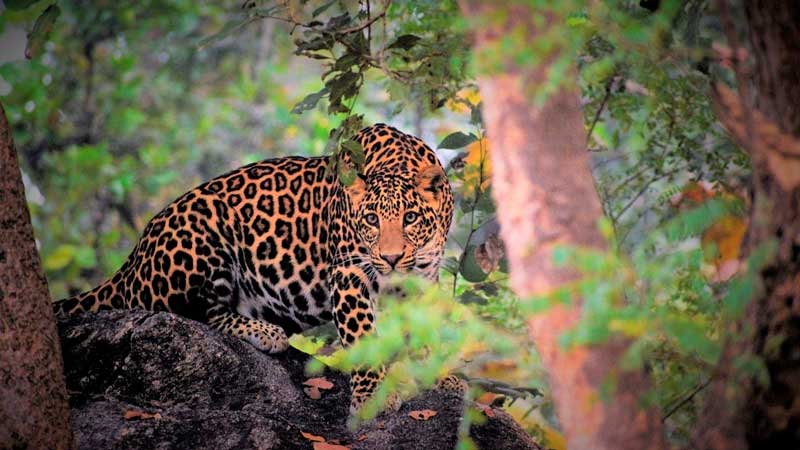 Amura,AmuraWorld,AmuraYachts, Admire the leopards in Satpura National Park.