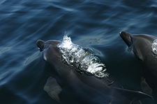 Dolphins, freedom and captivity - Óscar S. Frey
