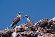 The birds of the Marietas Islands - Óscar S. Frey
