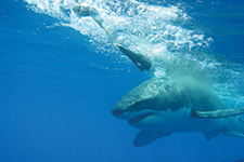 Isla Guadalupe, white shark territory - Rodrigo Friscione / Anuar Heberlein / Armando Gasse / Rafa Nachón