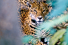 The Jaguar, Speckled Jewel - Eduardo Lugo