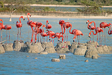 The Flamingos of Cuyo - Alberto Friscione Carrascosa
