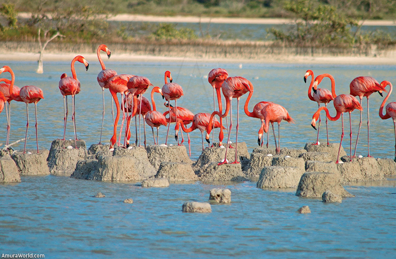 The Flamingos of Cuyo