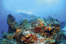 The island of Cozumel, a diver's paradise - Alberto Friscione Carrascosa