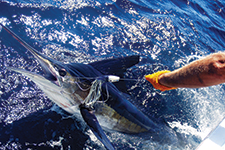 Riviera Nayarit, tercer torneo internacional de pesca de merlin y atún - Fabiola Galván
