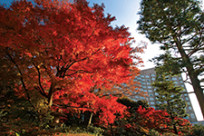 Four Seasons Hotel Tokyo at Marunouchi - Patrick Monney