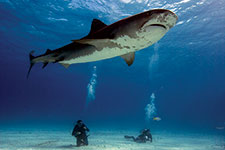 Projects shark Tiger Shark - Gerardo del Villar