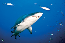 Tercera estapa del proyecto tiburón - Amura