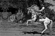El caballo Lusitano: Ágil e inteligente - Yolanda Bravo Saldaña