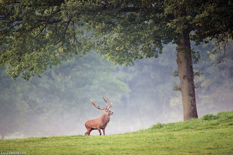 Red Deer, The king of the forest