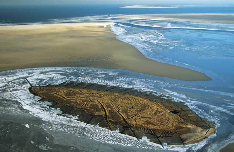 More than 10,000 unique species in their kind, live in the Wadden Sea.