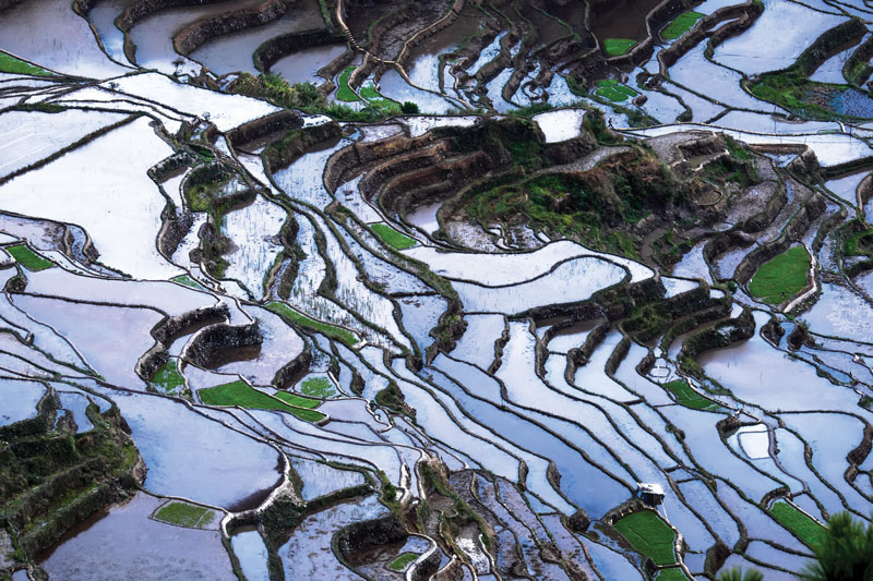 Terrazas de arroz en las montañas de Ifugao en Banaue, un Patrimonio de la Humanidad reconocido por la UNESCO que está próximo a Manila, Filipinas.
