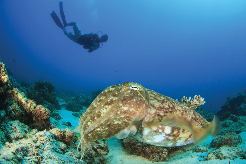 
Diving in the Philippines, one of the best activities at this destination. 