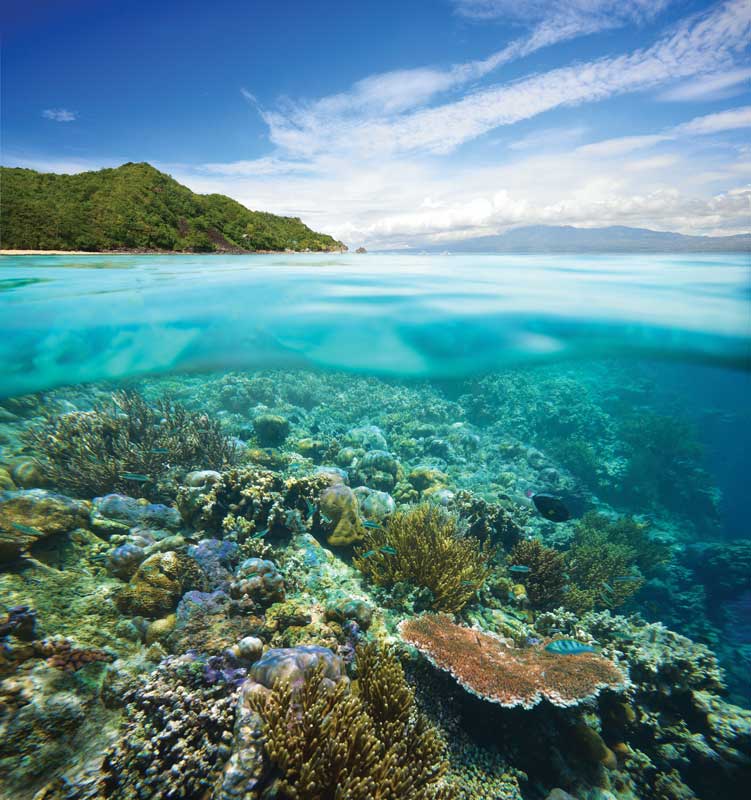 No sólo las grandes especies son espectaculares, los arrecifes esconden elementos de gran belleza que vale la pena cuidar y apreciar de cerca con responsabilidad. 