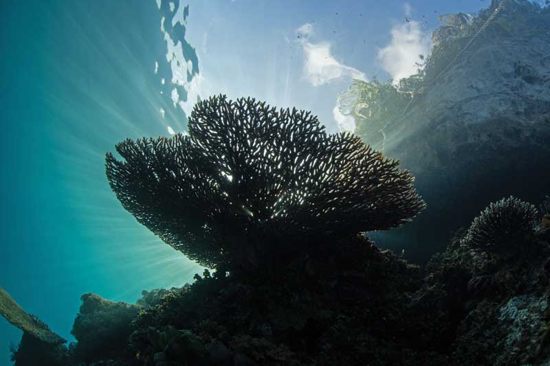El Triángulo de Coral es un espacio vital de la riqueza oceánica y su protección es clave para toda vida en el planeta.