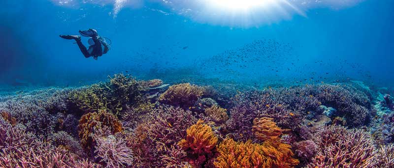 Explorar el triángulo de Coral es un absoluto placer y una responsabilidad con la naturaleza. 