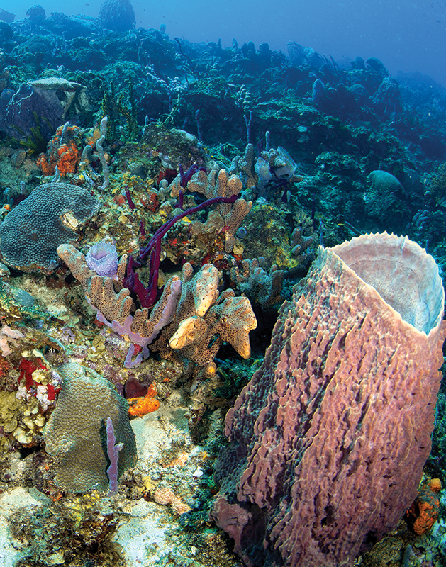 Coral reefs harbor abundant marine life 
