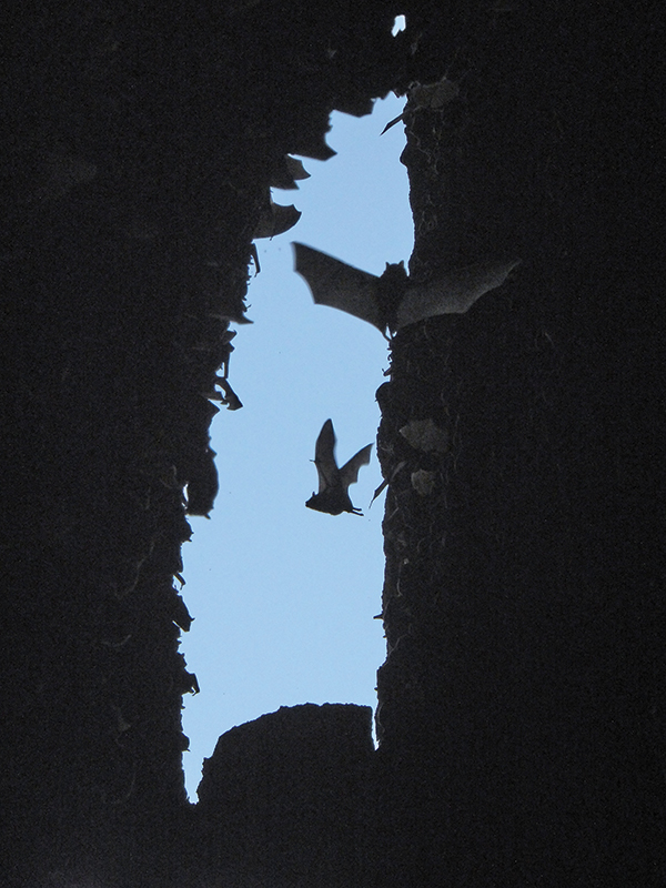 Bat cave, Soufrière