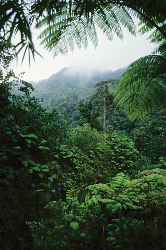 The amazon inhabits the rainforests in the central area of the island