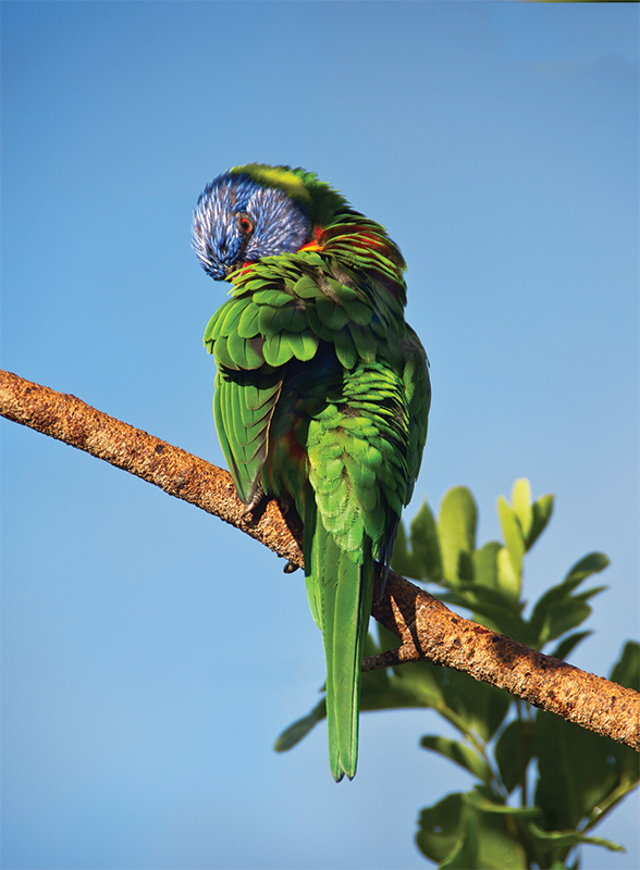 The Saint Lucia amazon is characterized by its multicolor plumage