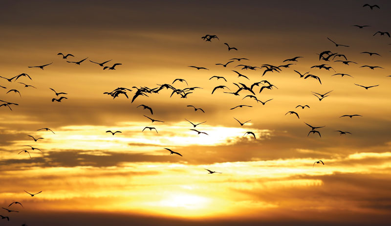 The Strait of Gibraltar is one of the most important flyways for migratory birds in the world.
