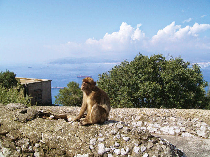 La Guarida de los Monos se ubica en la mitad del camino hacia la cima de la Reserva Natural del Peñón de Gibraltar.