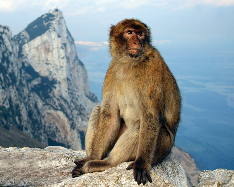 The Barbary macaques have become a symbol of British identity in Gibraltar.