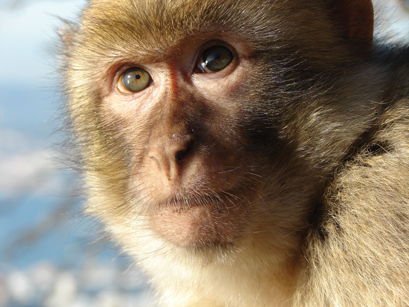 Los macacos se caracterizan por ser sociables con el ser humano; sin embargo, pueden llegar a ser peligrosos. 
