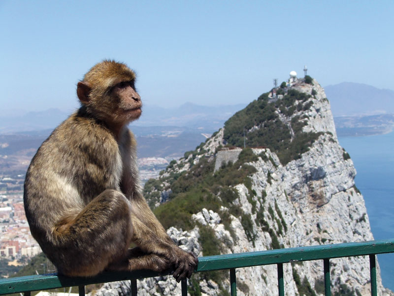 Habitan la reserva en la parte superior de la Roca de Gibraltar. 
