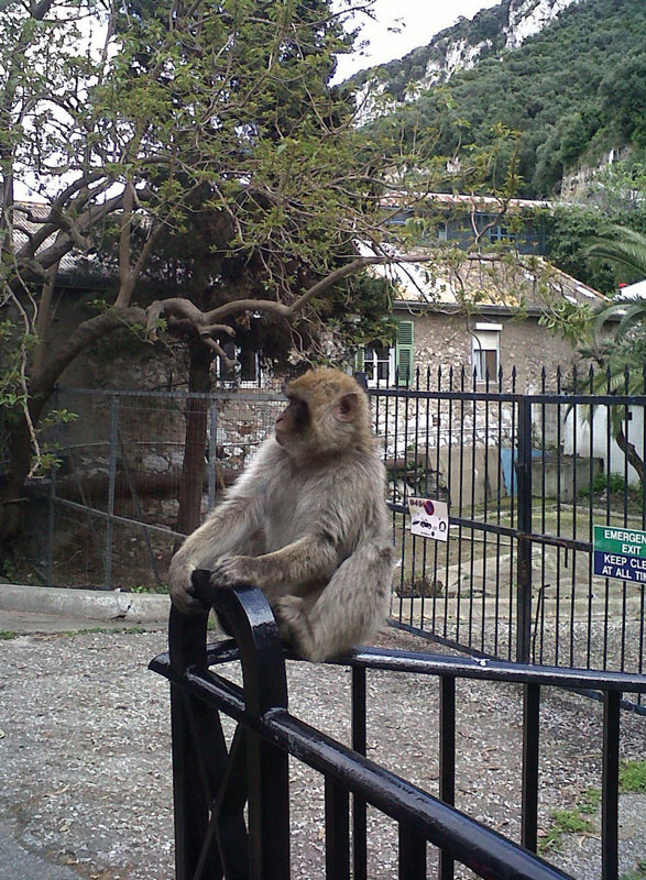Gran parte del sector turístico en Gibraltar se enfoca en la visita a la reserva para convivir con los macacos. 