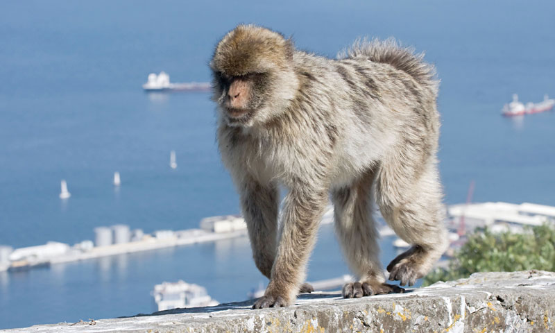 Los macacos de Berbería son los únicos primates que viven en libertad en toda Europa. 