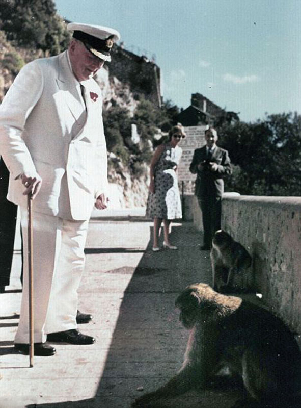Winston Churchill contributed to the repopulation of macaques on the Rock during the Second World War. 
