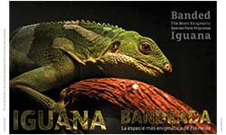 Iguana Bandeada  - Ashanti Rojano
