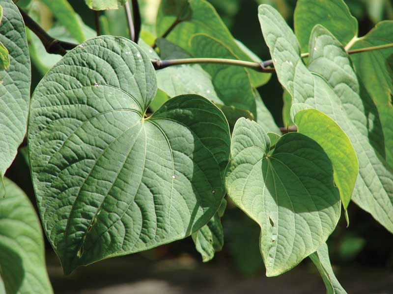 Kava drink is made from the root of a shrub of the same name endemic to the South Pacific.  
