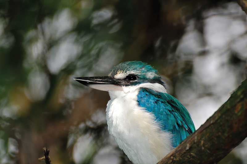 The White-Collared Kingfisher is listed by the IUCN as vulnerable.