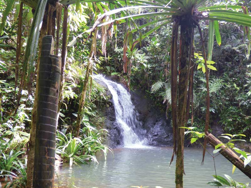 The Colo-I-Suva Forest Reserve is ideal for hiking and birdwatching.
