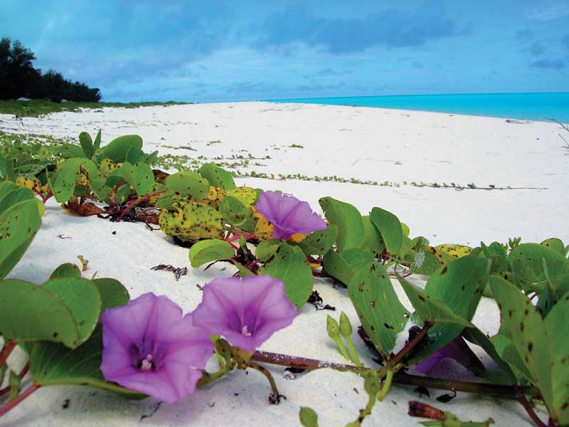 El bejuco de playa es una de las flores más resistentes a las condiciones salinas. 
