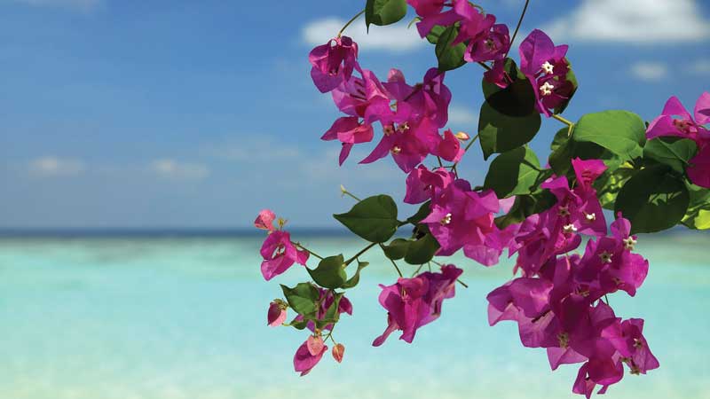 Bougainvillea are mostly ornamental. They are in bloom all year-round and they contribute to the paradisiac scenery of Fiji.
