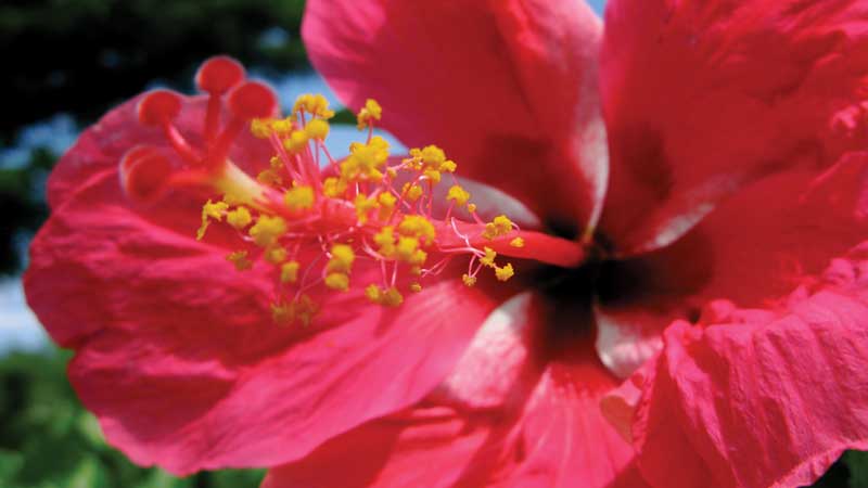 Hibiscus is a popular flower in Fiji; the Hibiscus Festival is one of its most important celebrations.
