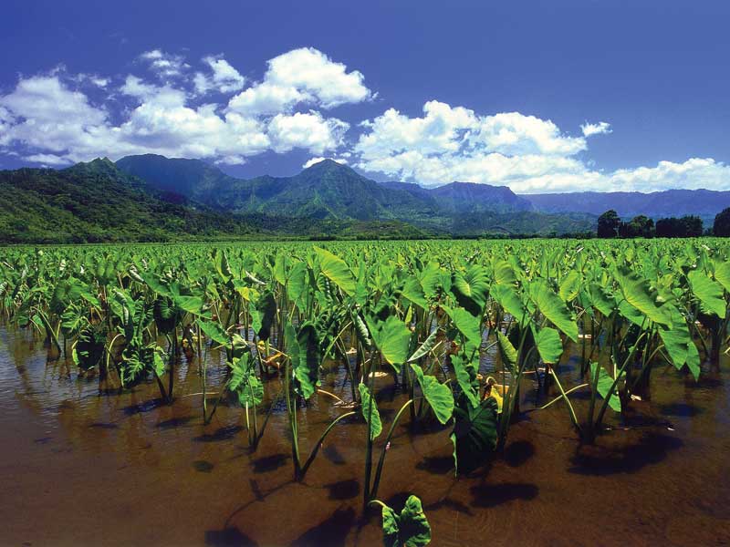 Taro is a staple food in Fiji because it is rich in nutrients, like calcium, iron and protein.
