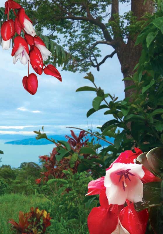 La flor de Tagimaucia no puede ser cultivada en ningún otro luagr que no sea la isla Taveuni. 