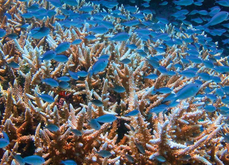 Corals provide sustenance and protection to 25% of all marine species.
