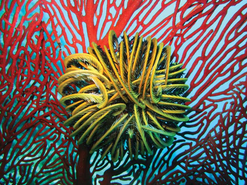 Las formaciones coralinas: una obra de arte magistral de la naturaleza.
