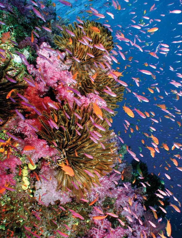 Es posible encontrar corales a 6,000 m de profundidad. 