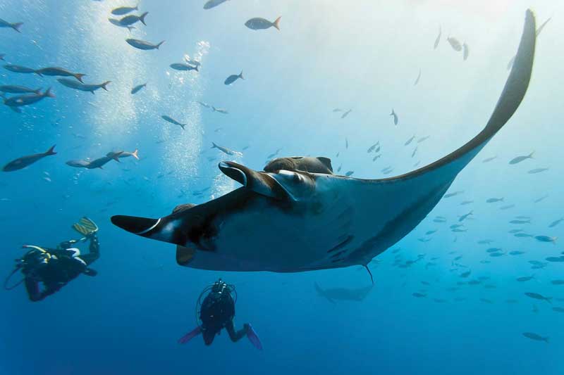 Fiji is an ideal place for diving with sharks and other marine species.